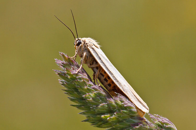 Falena lunga e elegante