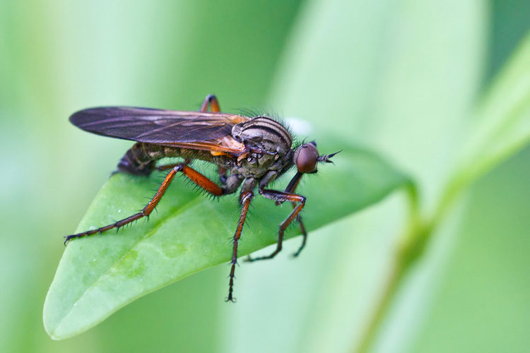 E'' un Empis?