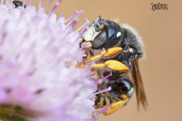 Bellissima bestia: cfr Anthidium (Apidae Megachilinae)