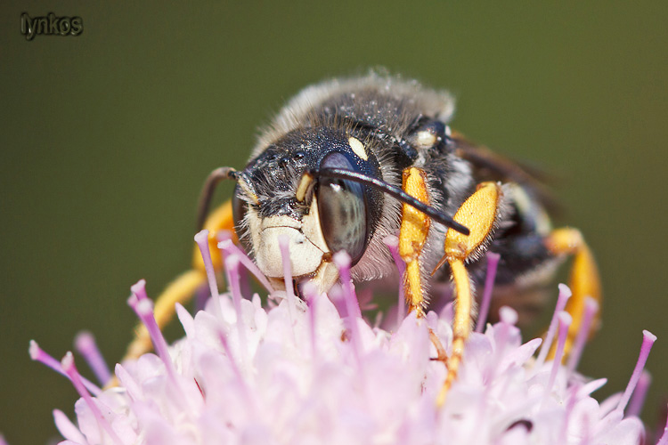 Bellissima bestia: cfr Anthidium (Apidae Megachilinae)