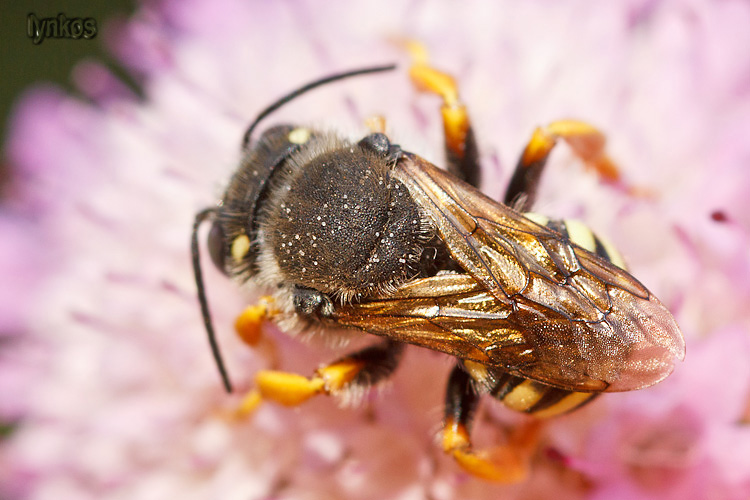 Bellissima bestia: cfr Anthidium (Apidae Megachilinae)