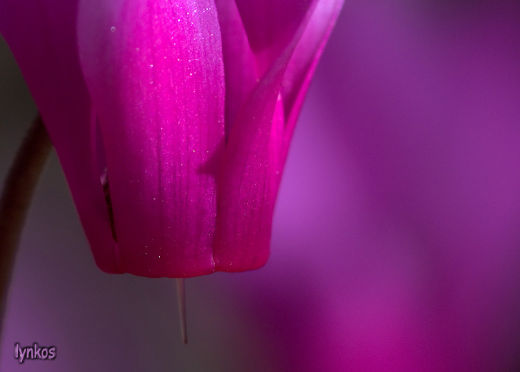 .. il colore Fucsia...
