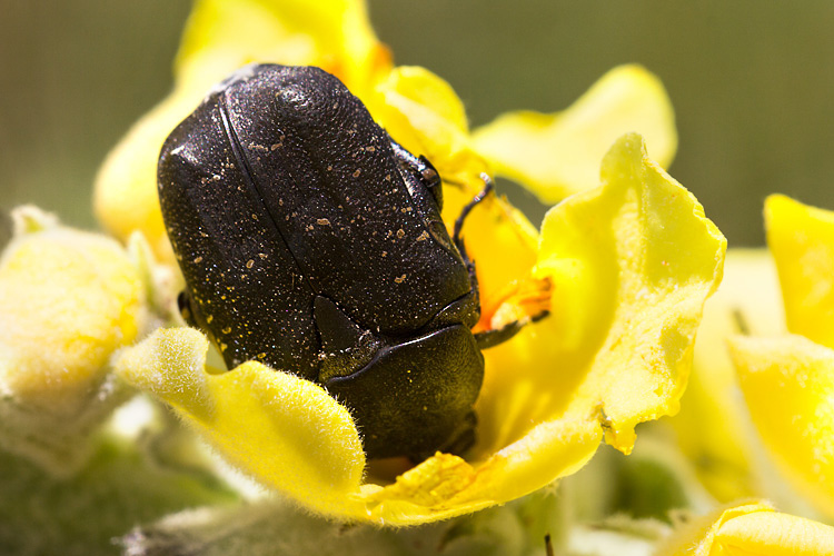 Protaetia (Netocia) morio