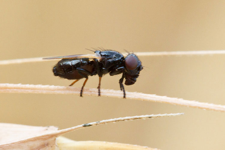 Minuscolo dittero con la testa grossa: Ulida sp.