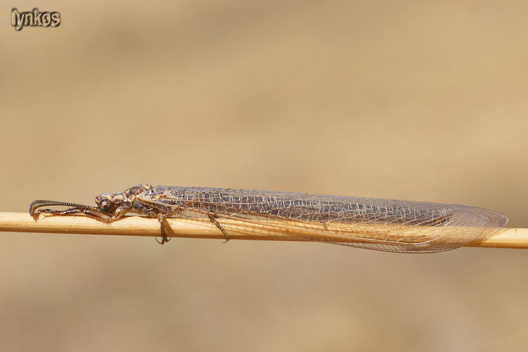 Myrmeleontidae nell''aquilano: Creoleon cfr. plumbeus