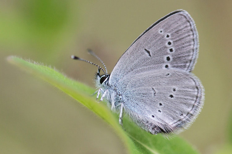 Lycaenidae di radura