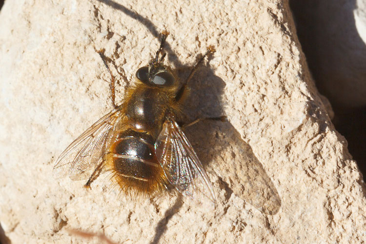 Dittero nel sole