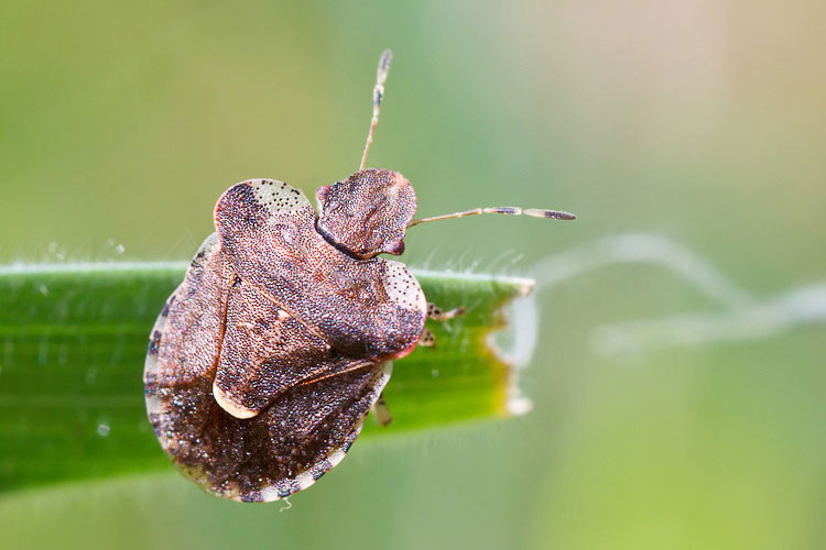 Dyroderes umbraculatus della Sardegna (NU)