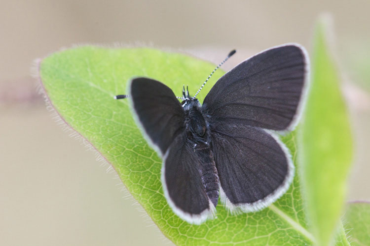 Lycaenidae di radura