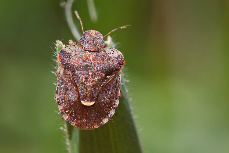 Dyroderes umbraculatus della Sardegna (NU)