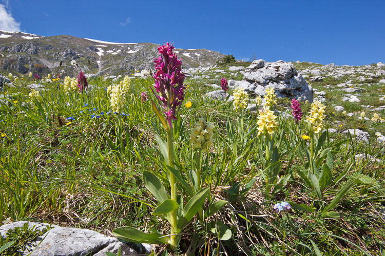 Cercasi esperti/entusiasti per Bioblitz, L''Aquila, 17 maggio