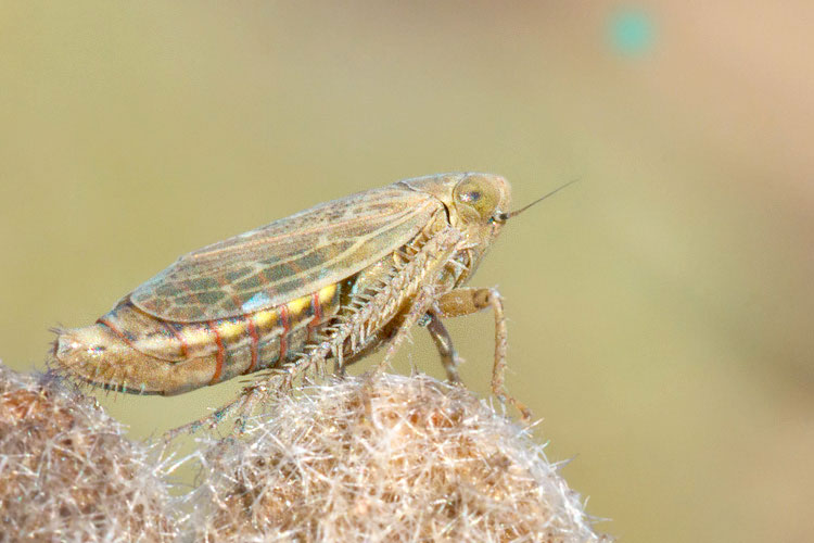 Cicadellidae di fine anno: Psammotettix o Generi vicini