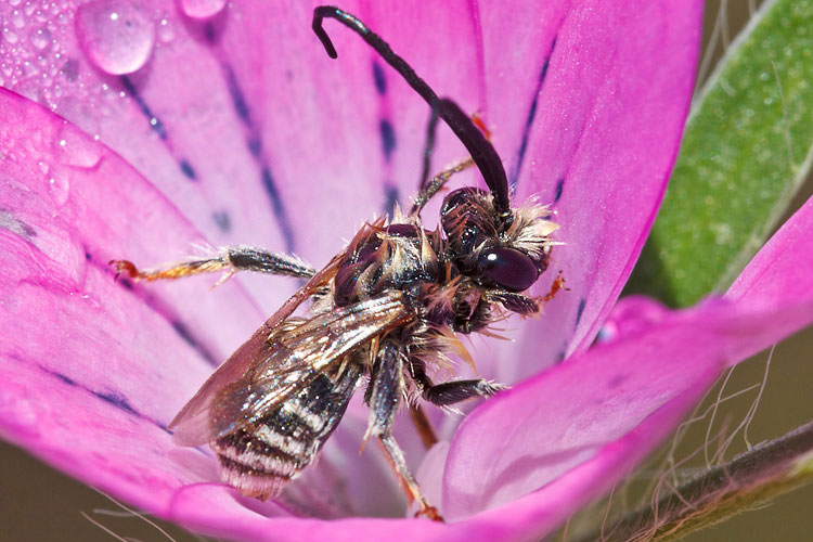 Hymenoptera bagnaticcia:  Maschi di Eucera sp. (Apidae)