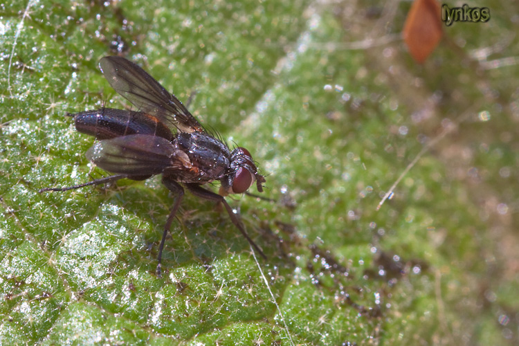 Anche questo un Muscidae?