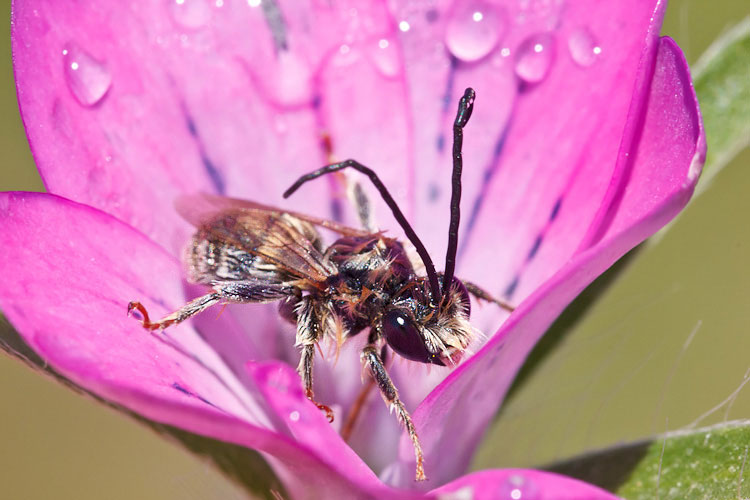 Hymenoptera bagnaticcia:  Maschi di Eucera sp. (Apidae)