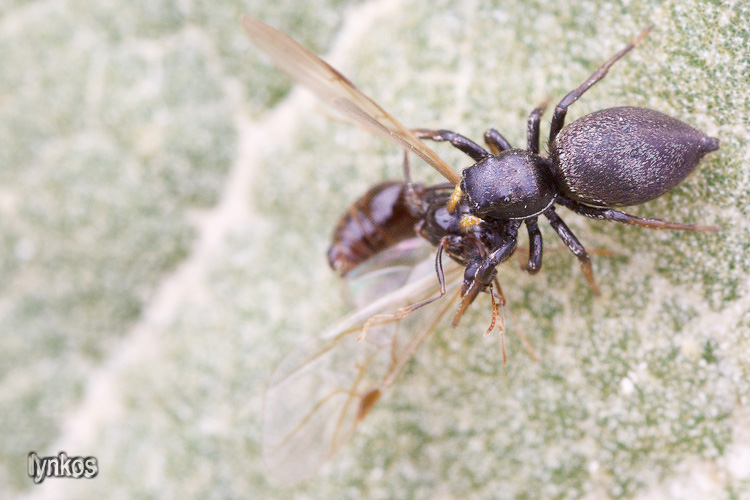 Heliophanus sp. con preda (formica maschio) - L''Aquila