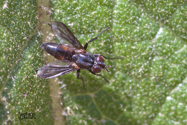 Anche questo un Muscidae?