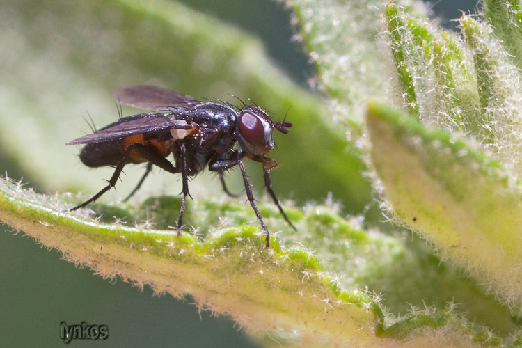 Anche questo un Muscidae?