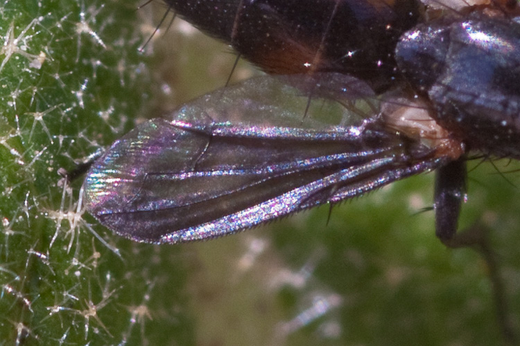 Anche questo un Muscidae?