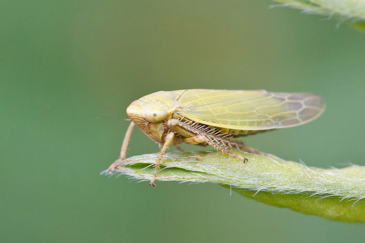 Cicadellidae verde: Thamnotettix sp. Abruzzo