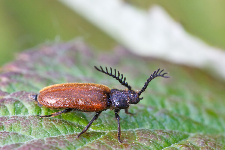 Drilus flavescens