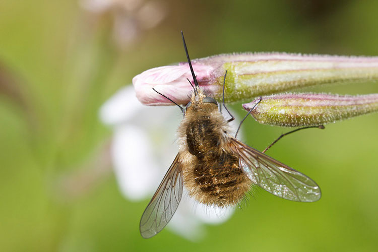Bombylius? Si pu andare oltre?