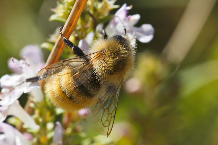 Bombus pascuorum?