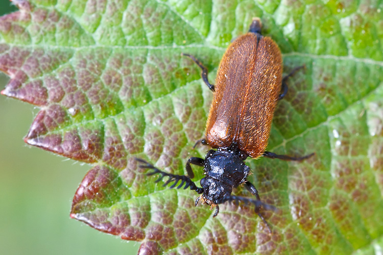 Drilus flavescens