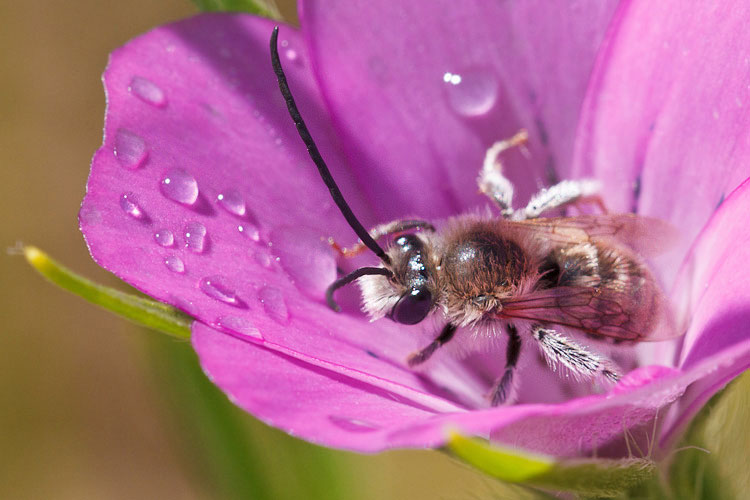 Hymenoptera bagnaticcia:  Maschi di Eucera sp. (Apidae)