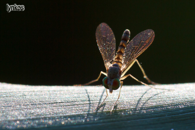 Gambe lunghe: Dolichopodidae: Neurigona sp. (cfr.)