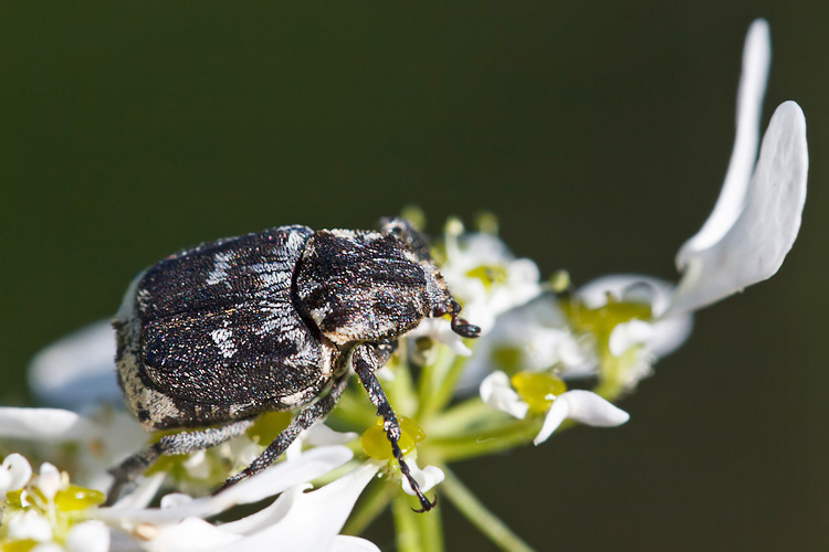 Cetoniidae:  Valgus hemipterus