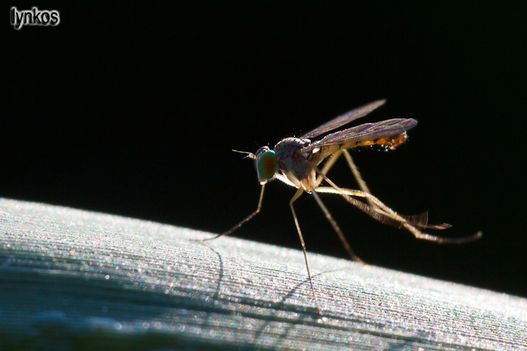 Gambe lunghe: Dolichopodidae: Neurigona sp. (cfr.)