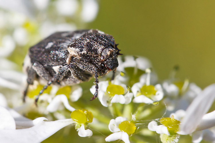 Cetoniidae:  Valgus hemipterus