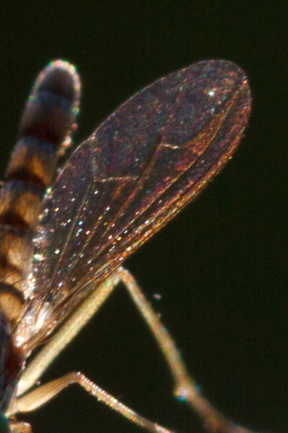 Gambe lunghe: Dolichopodidae: Neurigona sp. (cfr.)