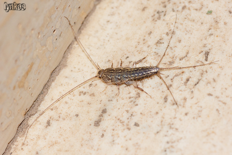 E'' Thermobia domestica?