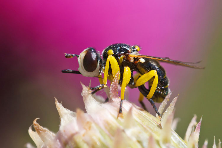 Conopidae my love: Dalmannia cfr aculeata