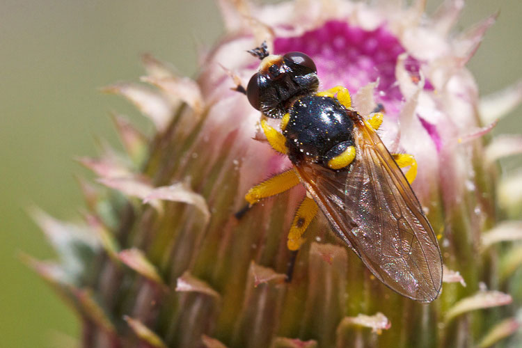 Conopidae my love: Dalmannia cfr aculeata