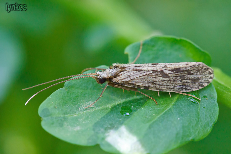 E'' un Hydropsychidae? No, Polycentropodidae: Pletrocnemia sp.