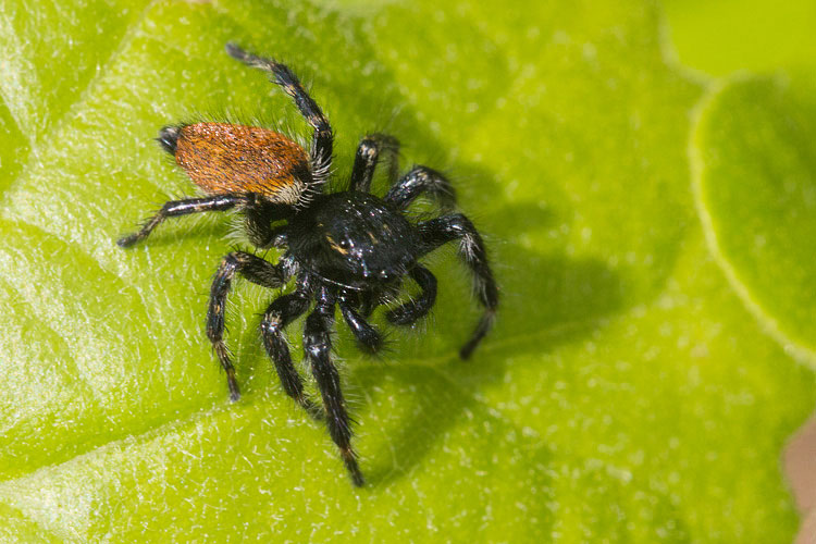 Carrhotus xanthogramma - Barisciano (AQ)