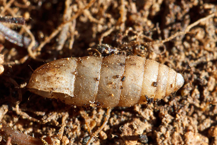 Charpentieria sp.?