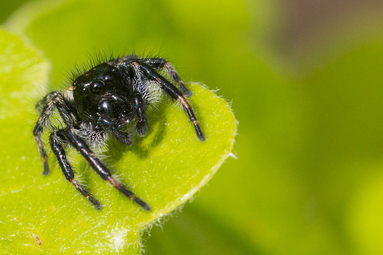 Carrhotus xanthogramma - Barisciano (AQ)