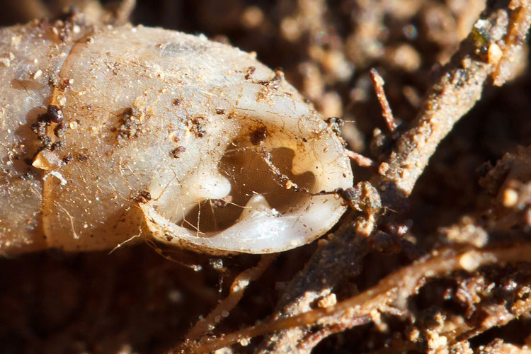 Charpentieria sp.?