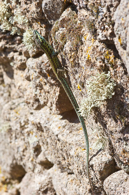 Lucertole sarde
