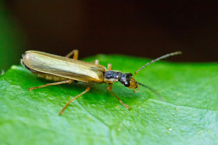 Dichelotarsus procerulus (Cantharidae)