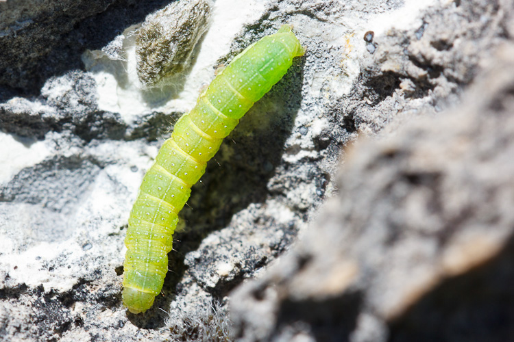 Bruco verde sulla roccia