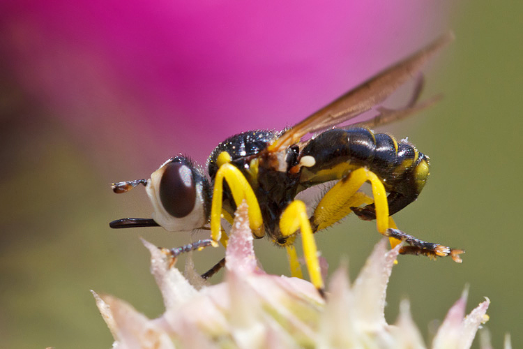 Conopidae my love: Dalmannia cfr aculeata