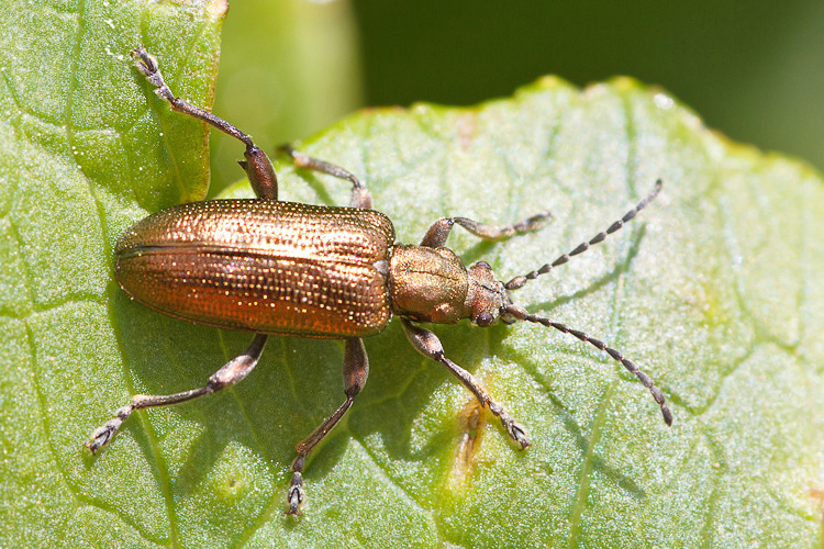 Plateumaris sericea (Chrysomelidae)