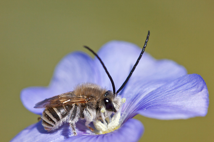 Hymenoptera bagnaticcia:  Maschi di Eucera sp. (Apidae)