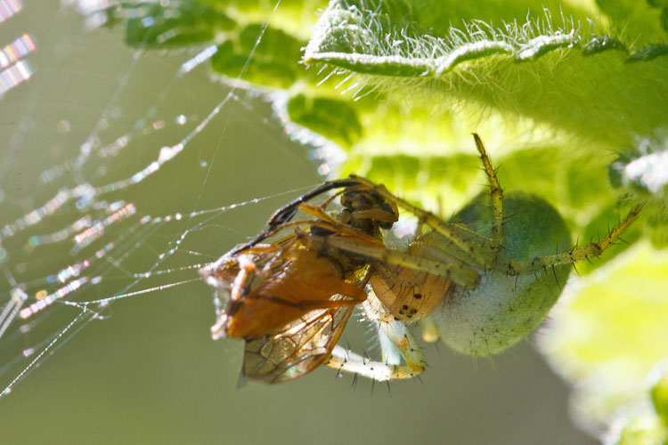 Araniella sp. -