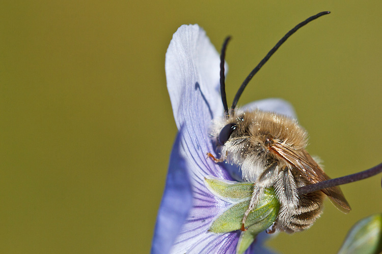 Hymenoptera bagnaticcia:  Maschi di Eucera sp. (Apidae)